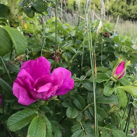 Hein Mueck Gluecksburg